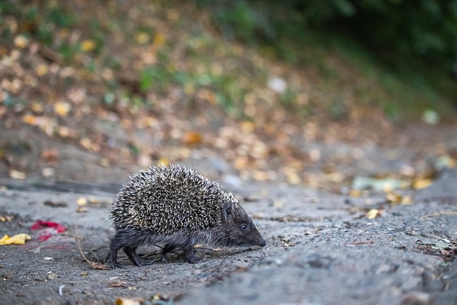赛中连续战 赛中连续战