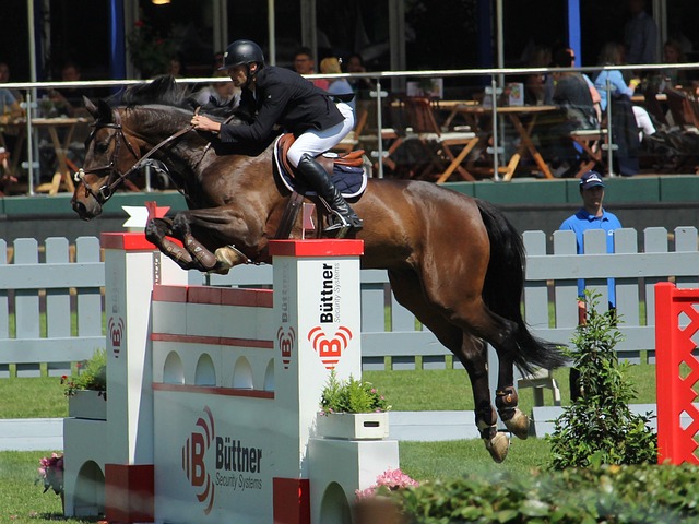 毛球的未来 毛球的未来